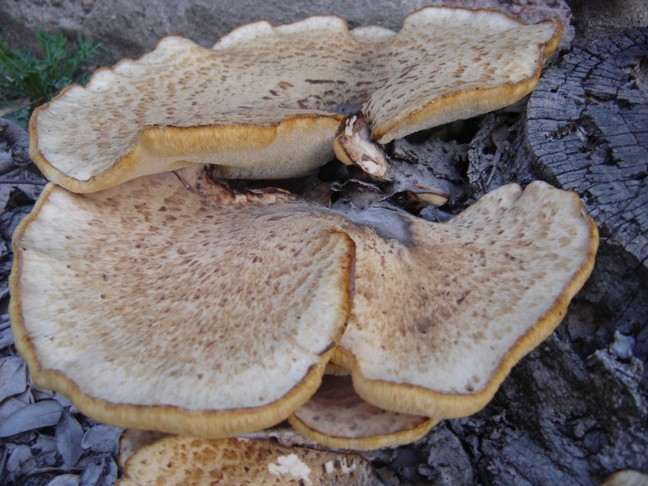 Quando la natura non va in ferie (Polyporus squamosus)